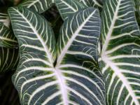 Großes herzförmige Blatt mit dicker weißer Aderung